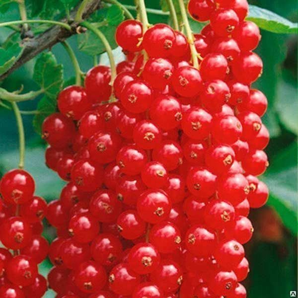 Porzeczka czerwona BOMBA WITAMIN krzew PRZETWORY zdjęcie 1