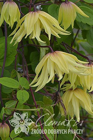 Powojnik Clematis Golden Dream ® na Arena.pl