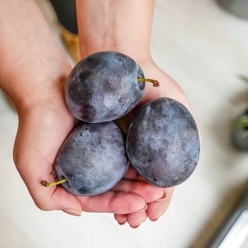 SADZONKI DRZEWKA OWOCOWE ŚLIWA TOPHIT PÓŹNA BARDZO DUŻA SOCZYSTA na Arena.pl