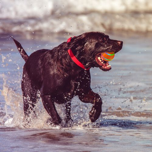 PIŁKA dla PSA LED USB Pilot Interaktywna RUCHOMA na Arena.pl