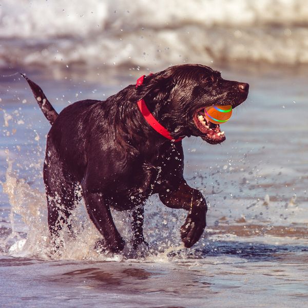 PIŁKA dla PSA LED USB Pilot Interaktywna RUCHOMA zdjęcie 4