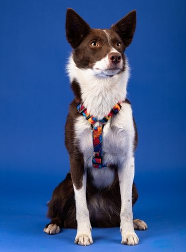 Chaba Szelki Guard Story Iii L 2,5Cm Aussie na Arena.pl