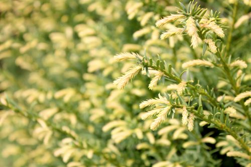 Cis pospolity 'Elegantissima' (Taxus baccata) Doniczka 2.5L na Arena.pl