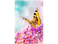 100 70CM OBRAZ PŁÓTNO MOTYL KWIATKACH PŁÓTNO RAMA