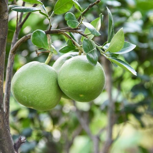 POMELO SUSZONE Kandyzowane 1kg PLASTRY KLASA A nutt na Arena.pl