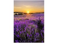 50X70CM POLE LAWENDY OBRAZ PION ŚCIAN