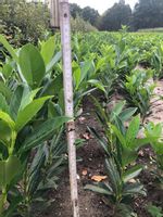 product-compare-51659584