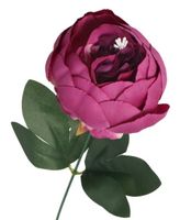 PIWONIA PEONIA GAŁĄZKA POJEDYNCZA DUŻA JAK ŻYWA