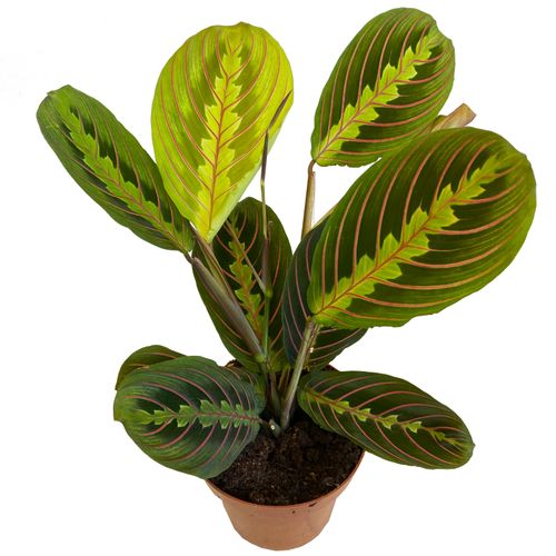 MARANTA FASCINATOR 30cm na Arena.pl