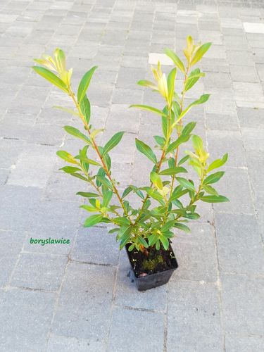 Wierzba smukłoszyjkowa 'Mt Aso' (Salix) w doniczkach P11, wysokość 40-60 cm na Arena.pl