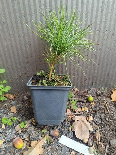 SOSNA HIMALAJSKA długie igły - sadzonki 15 / 25 cm na Arena.pl