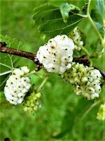 MORWA biała witamina życia - sadzonki 130 / 150 cm