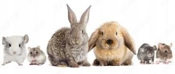 PETBIOM 21G PROBIOTYK DLA PSA, KOTA, GRYZONI BRAK PROBLEMÓW JELITOWYCH 7x3g na Arena.pl