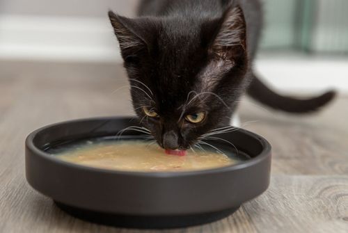 TRIXIE Salmon Soup Zupa łososiowa łosoś kurczak przysmak kota puszka 80g na Arena.pl