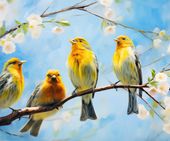 Plakat 60x50cm Wiosenne Pogwizdy