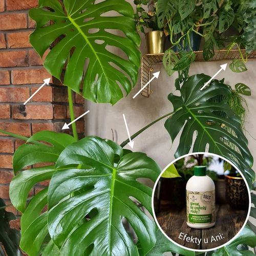 Spraw, by szybciej rosły 500 ml | Plant lover| stymulator wzrostu do roślin na Arena.pl