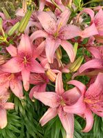 Lilia azjatycka Sorocaba na taras i balkon