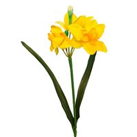 Narcyz pojedynczy żółty