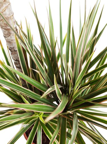 DRACENA BICOLOR 125cm na Arena.pl