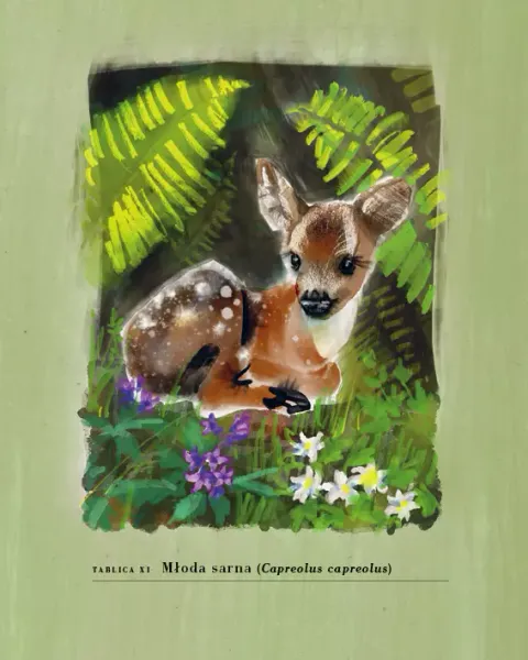 Hajda. Beskid bez kitu zdjęcie 4