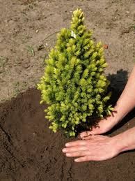 Ziemia Do Iglaków 50L KIK na Arena.pl