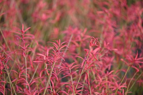 Trzmielina karłowa - Euonymus nanus var.turkestanicus na Arena.pl