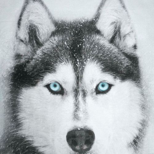 Pościel 140x200 cm Husky na Arena.pl