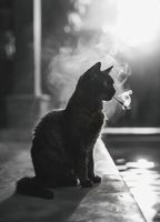 Plakat 13x18cm Kocia Przerwa