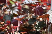 Żurawka amerykańska Palace Purple Select - Heuchera americana