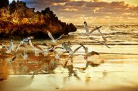 FOTOTAPETA WIDOK WODA MEWY SKAŁY MORZE OCEAN