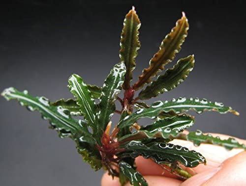 Bucephalandra biblis Koszyk Holandia Ø 5,5 cm na Arena.pl