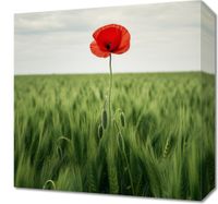Obraz 40x40cm Samotny Mak na Polu