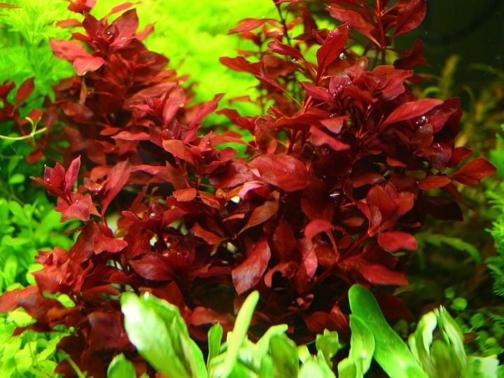 Rośliny do akwarium Ludwigia Mini Super Red XL zdjęcie 1