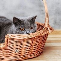 Poppy Wiklinowy leżak dla kota, legowisko dla zwierząt z poduszką i pałąkiem 60x43 H19/50 cm (rozmiar wewnętrzny 45x31 H14)