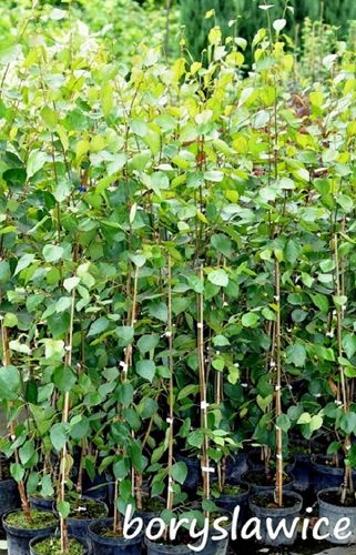 Brzoza pożyteczna Jacquemonta 'Doorenbos' (Betula) w C2, 120-150 cm na Arena.pl