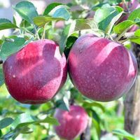 Jabłoń MALINÓWKA OBERLANDZKA smak malin PYSZNA