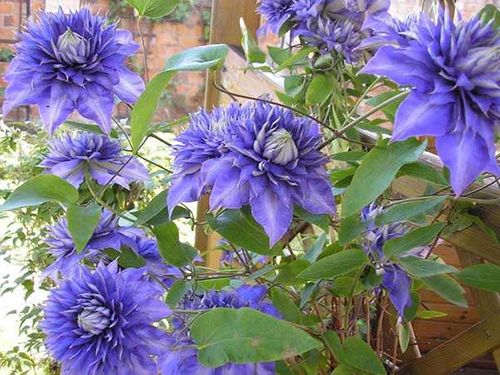 Powojnik Clematis Multi Blue C2 E na Arena.pl