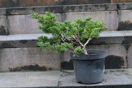 Jałowiec chiński Shimpaku - Juniperus chinensis na Arena.pl