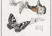 Plakat 29,7x21cm Ilustracje Motyle Morimoto Toko Japoński Vintage do Salonu