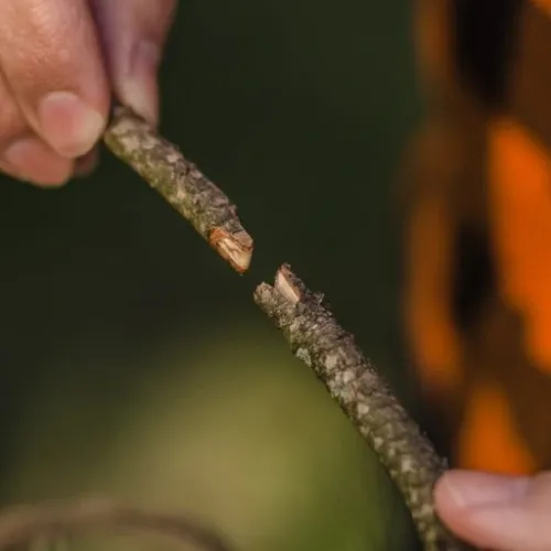 ZESTAW SEKATOR NOŻYCE NOŻYCZKI OGRODOWE DO SZCZEPIEŃ OKULIZACJI DRZEW TAŚMA na Arena.pl