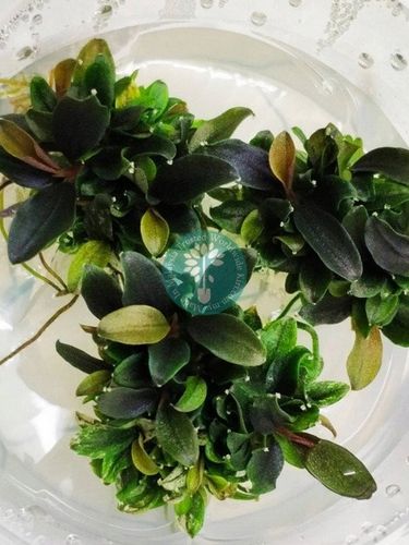 Bucephalandra "Mini Red" na Arena.pl