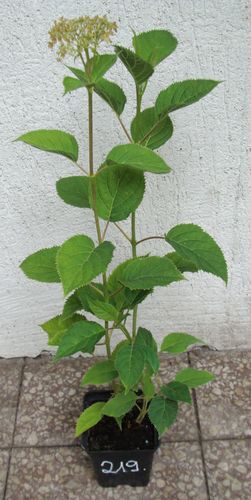 HORTENSJA CANDYBELLE MARSHMALLOW - sadzonki w don. na Arena.pl