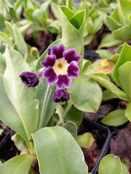 Pierwiosnek omszony wiosenna bylina zdjęcie 2