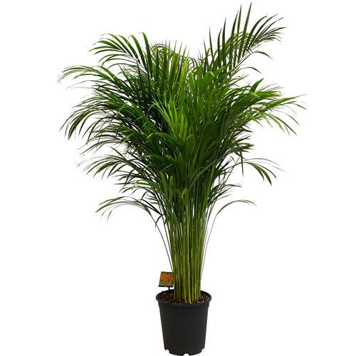 PALMA AREKA (ARECA) 150 cm na Arena.pl