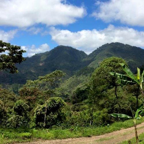 Kawa ZIELONA ziarno do palenia Nikaragua SHG 1kg na Arena.pl