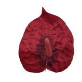 Anturium wyrobowe bordowe 24 szt