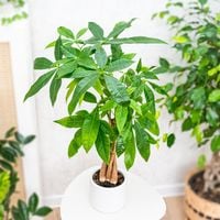 Pachira Aquatica DRZEWKO SZCZĘSCIA I Pieniędzy - Sekrety Feng Shui Dla Domu