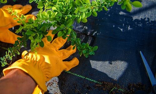 AGROTKANINA 135g 1,6x50m agrowłóknina PREMIUM UV 3% mocna czarna mata+kotwy na Arena.pl