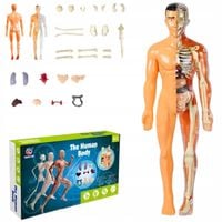 Model Anatomiczny Człowieka 3D Szkielet Organy Edukacyjny Dla Dzieci Nauka
