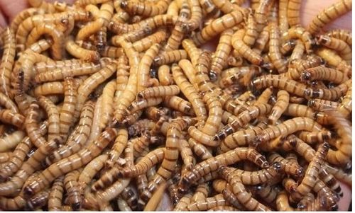 Zophobas morio Drewnojad drewnojady 500 ml na Arena.pl